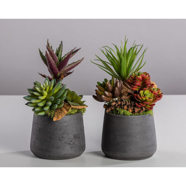 Sansibar Home 2-tlg. Kunstpflanzen-Set Sukkulente | Wayfair.de